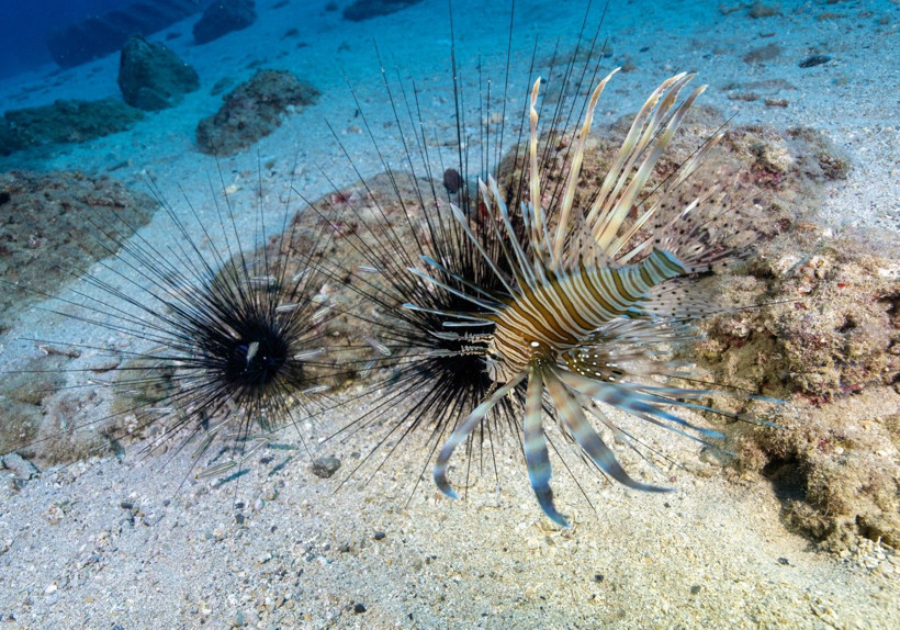 Hatay'da denize daldılar, büyülendiler - Resim: 33