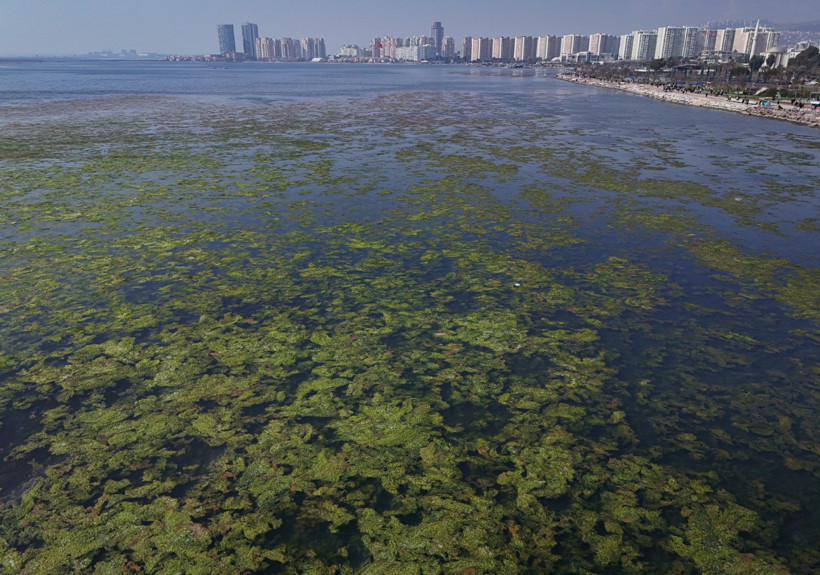 İzmir Körfezi yosuna teslim oldu - Resim : 3