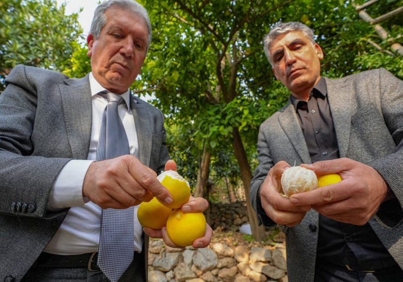 İklim değişti mahsul şaşırttı: Diyarbakır'da mikroklima mucizesi - Resim: 11