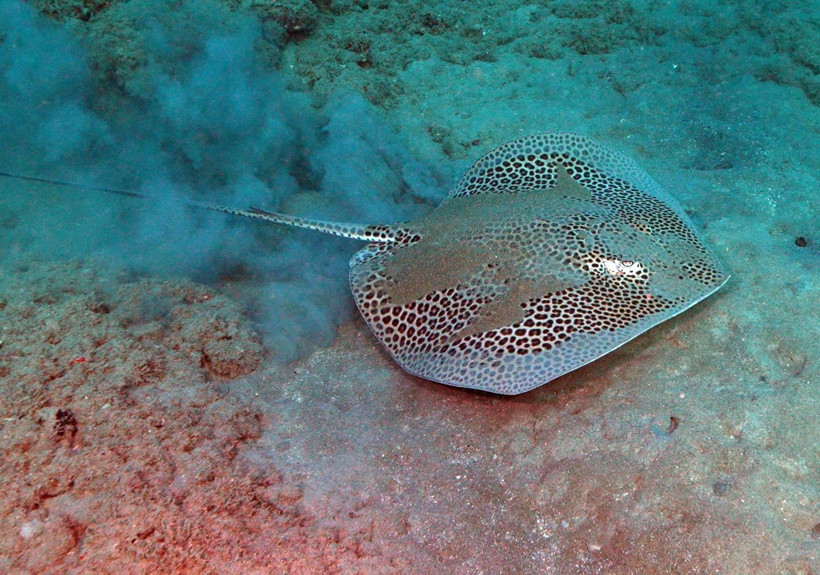 Hatay'da denize daldılar, büyülendiler - Resim: 24