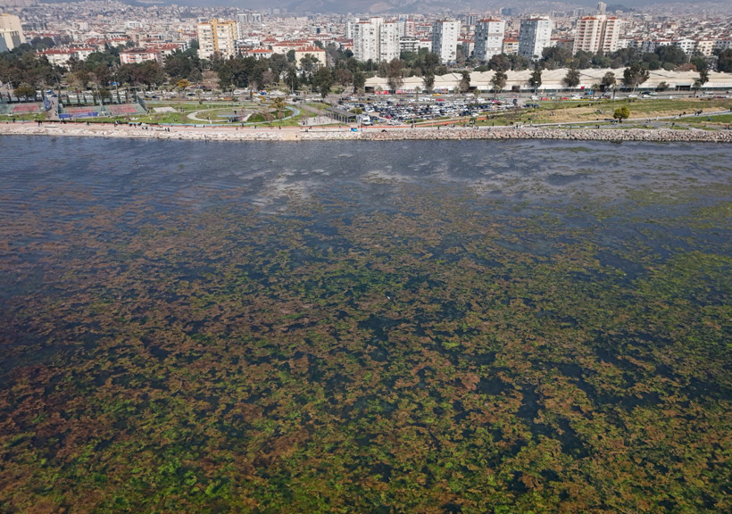 İzmir Körfezi yosuna teslim oldu - Resim : 1