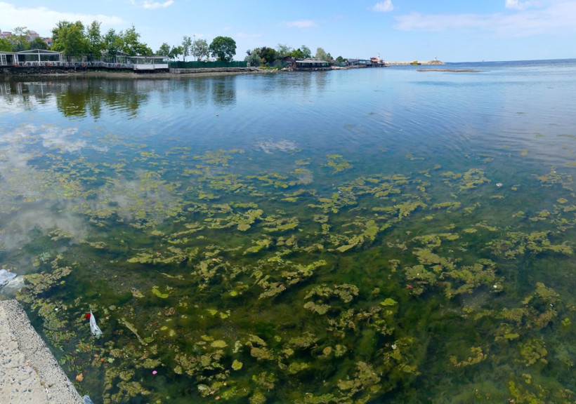 Denizin rengi değişti, sahili yosunlar sardı - Resim : 3