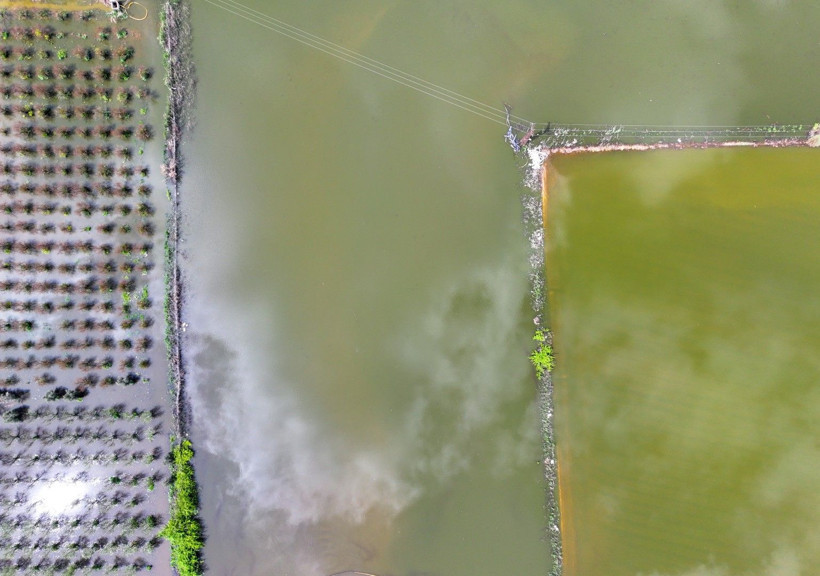Üretici zamanla yarışıyor: Tarlada endişe yaratan görüntü - Resim: 4