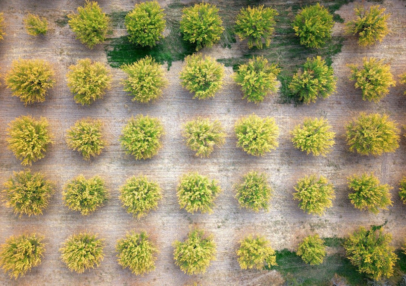 Kayısı bahçeleri büyüledi - Resim: 4