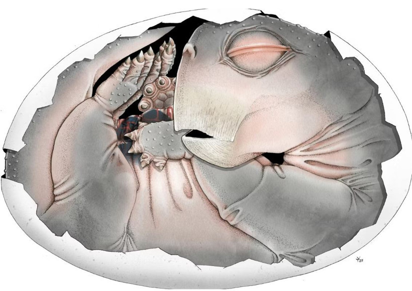 250 milyon yıllık fosil ezber bozdu: Memelilerin yumurtlayan atası bulundu - Resim : 1