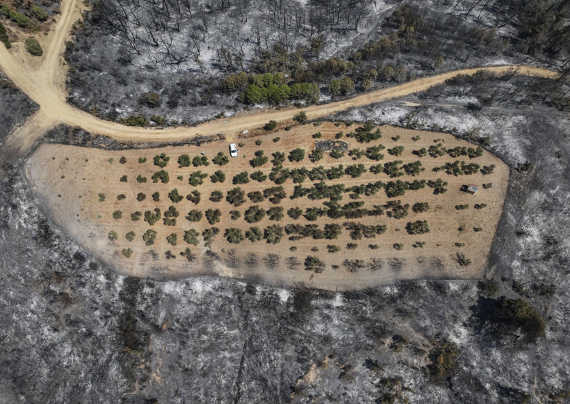 Alevler zeytinleri teğet geçti - Resim : 1