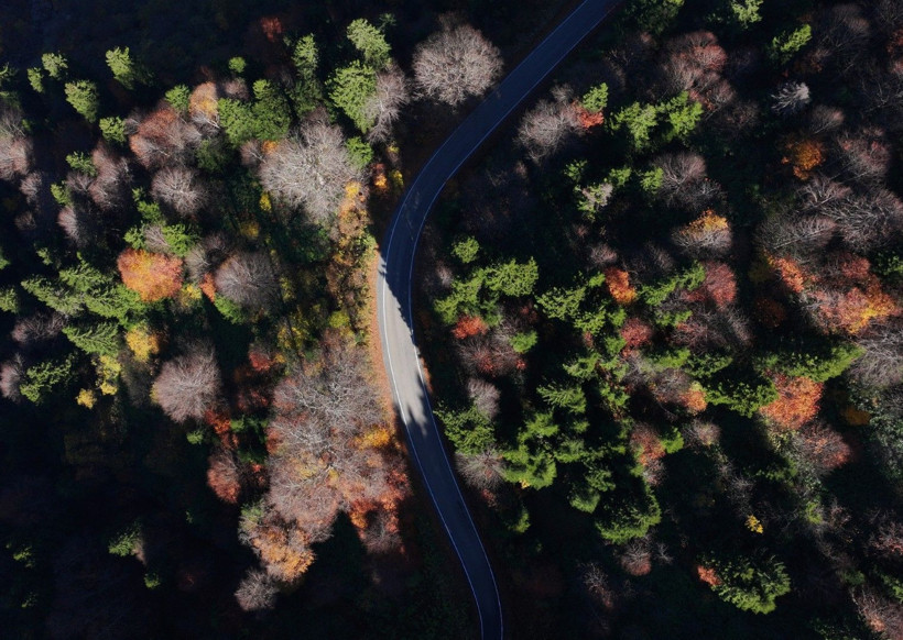 Bu ağaçlar fotoğraf tutkunlarını çağırıyor - Resim: 5