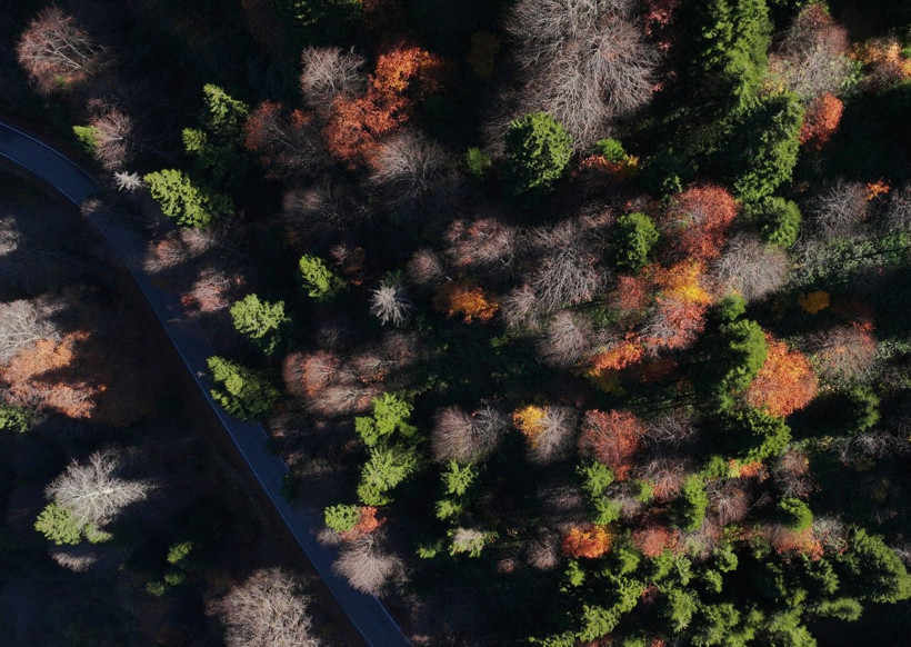 Bu ağaçlar fotoğraf tutkunlarını çağırıyor - Resim: 6