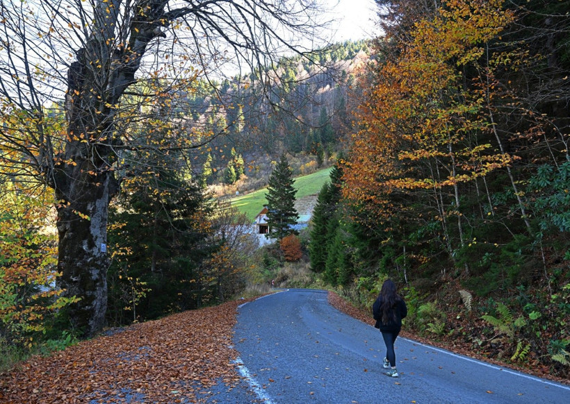 Bu ağaçlar fotoğraf tutkunlarını çağırıyor - Resim: 8