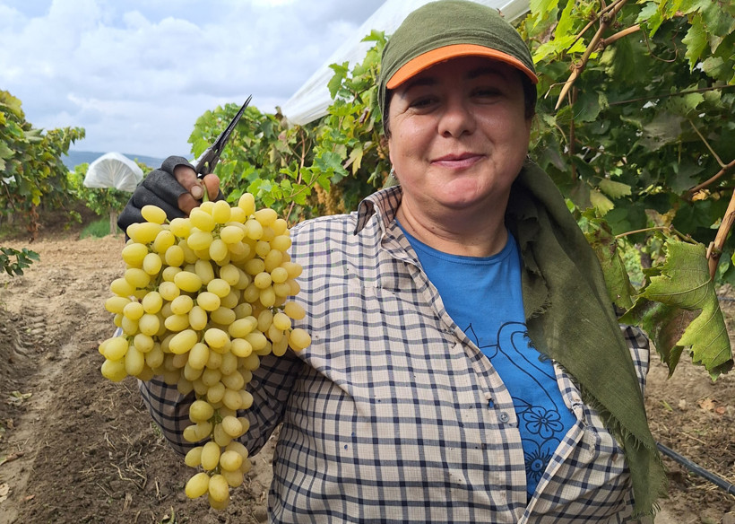 Sonbahar bitiyor, üzüm hasadı durmuyor - Resim : 1