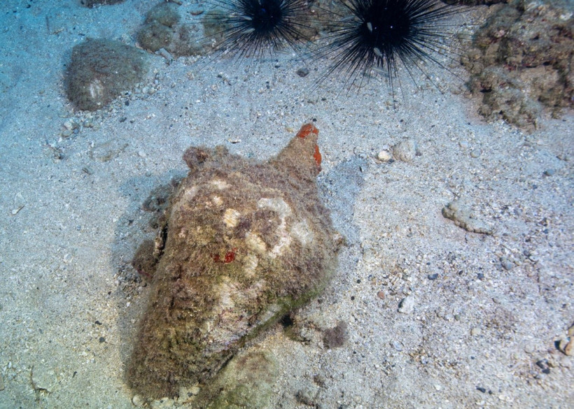 Hatay'da denize daldılar, büyülendiler - Resim: 31