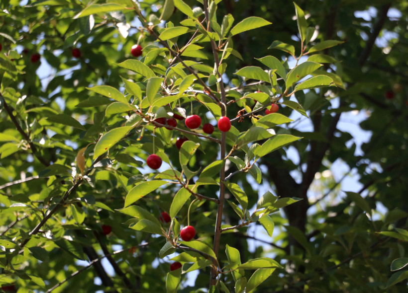Kirazdan sonra vişnede de rekolte alarmı! - Resim : 4