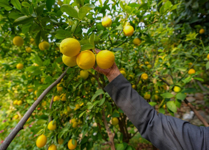 İklim değişti mahsul şaşırttı: Diyarbakır'da mikroklima mucizesi - Resim: 15