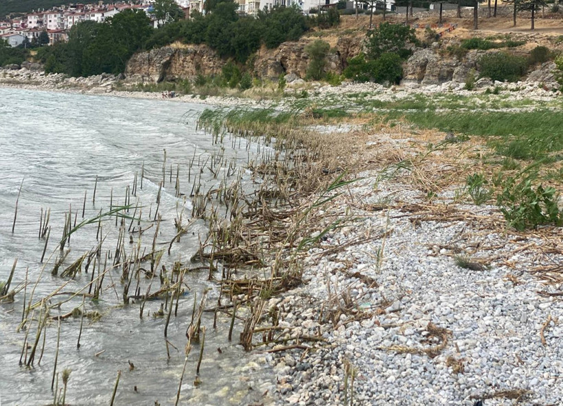 Eğirdir Gölü’nde ekolojik yıkım: Sazlıkların kesilmesine tepki - Resim : 2