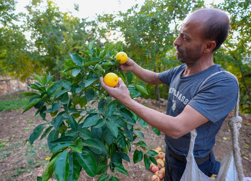 İklim değişti mahsul şaşırttı: Diyarbakır'da mikroklima mucizesi - Resim: 22