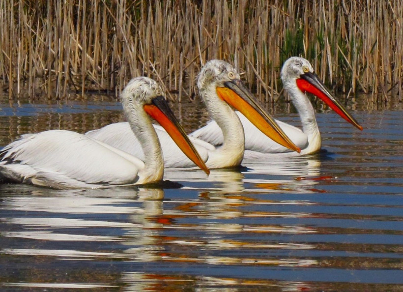 Nesli tehlike altındaki pelikan vurulmuş halde bulundu - Resim : 1
