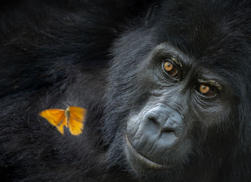 2025 Doğa Fotoğrafçılığı Yarışması'nın kazananları belli oldu - Resim: 18