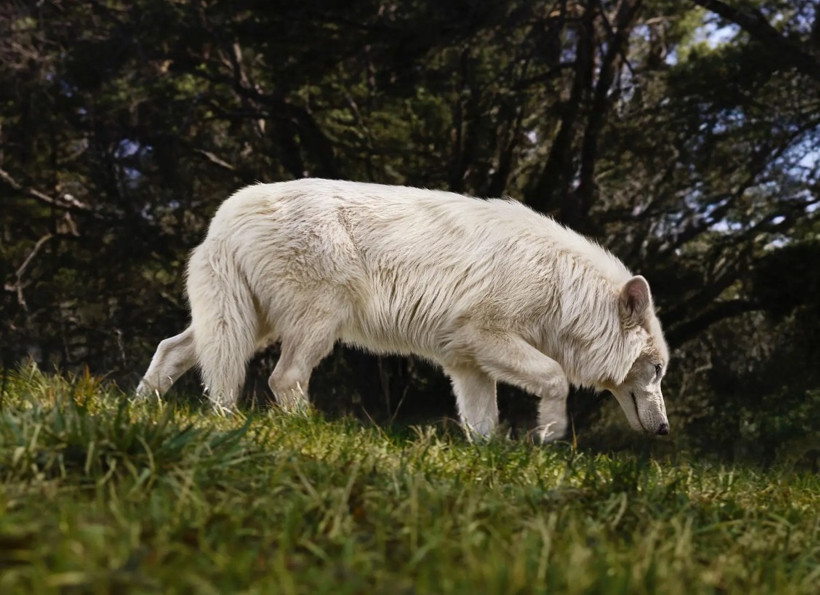 12 bin yıl önce nesli tükenen ulu kurtlar hayata döndürüldü - Resim : 4