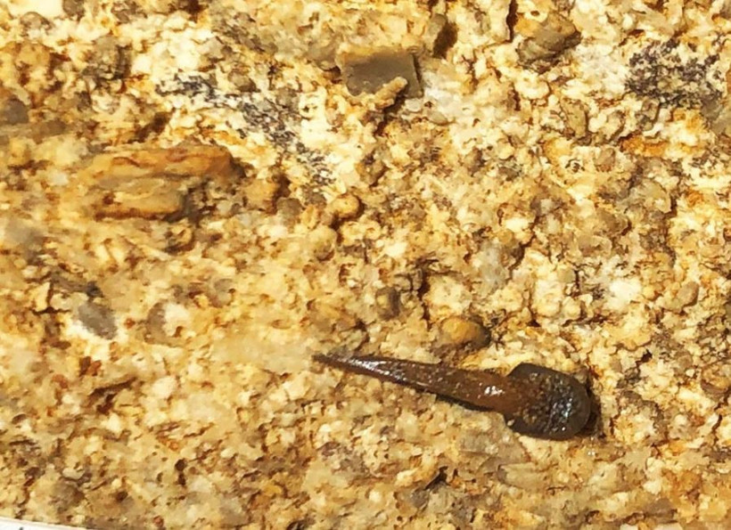 Dünyanın en büyük mağara sisteminde 340 milyon yıllık köpek balığı fosili bulundu - Resim : 1