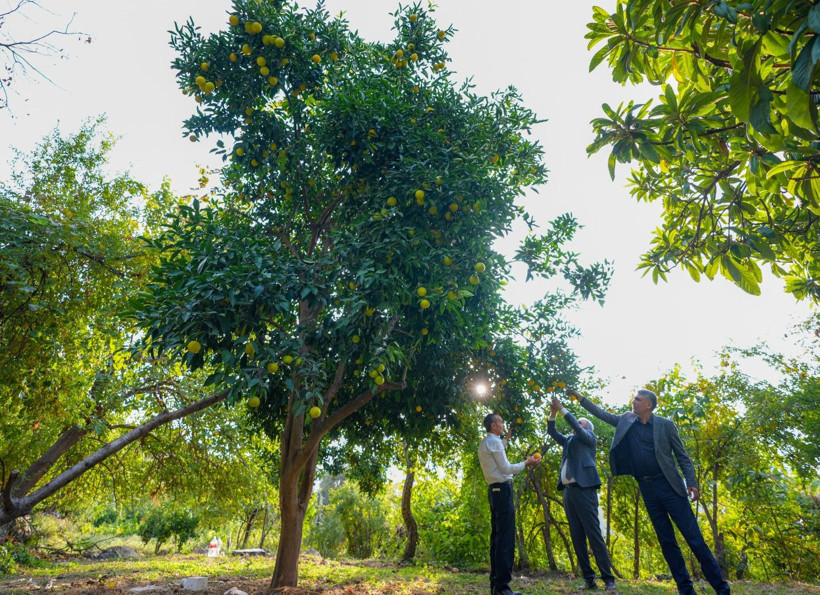 İklim değişti mahsul şaşırttı: Diyarbakır'da mikroklima mucizesi - Resim: 20