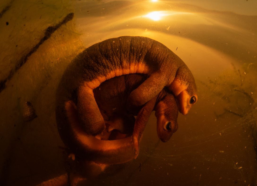 2025 Doğa Fotoğrafçılığı Yarışması'nın kazananları belli oldu - Resim: 13