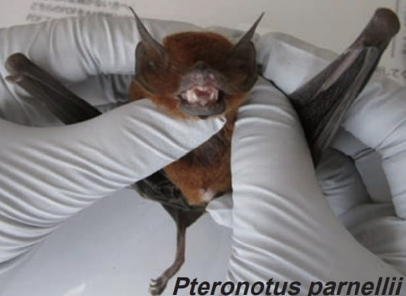 Covid-19 hortluyor mu? Yarasadan çıkanlar panik yarattı - Resim : 1