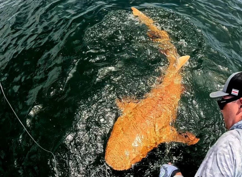 Bilim insanlarını şaşırtan keşif: Turuncu köpek balığı! - Resim: 1