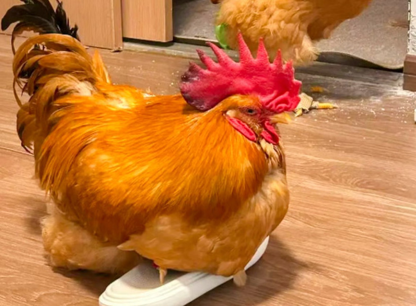 Milyarlarca kez görüntülenen akım: Tavukları bebek arabasında gezdiriyorlar - Resim : 2