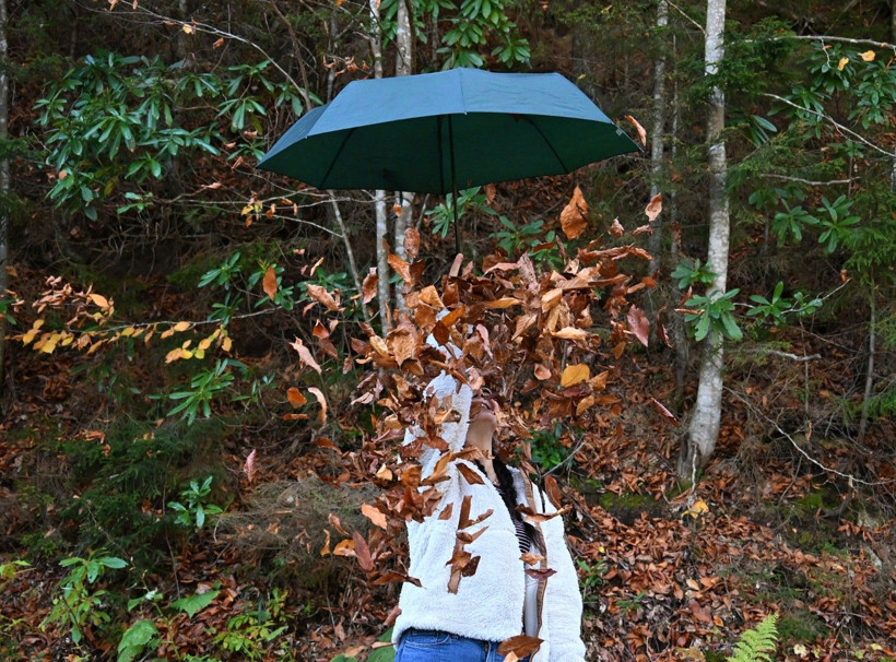 Bu ağaçlar fotoğraf tutkunlarını çağırıyor - Resim: 9