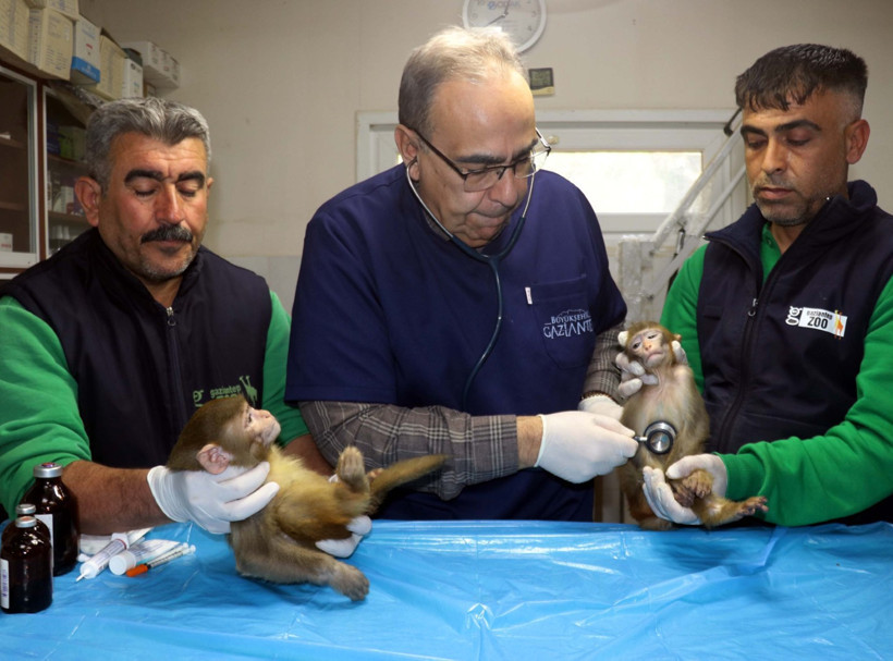 Sınırda bulunan maymunlara karantina - Resim : 1