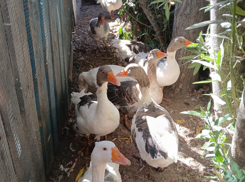 Denize girdikleri için hapsedilen kazlar öldü - Resim : 1