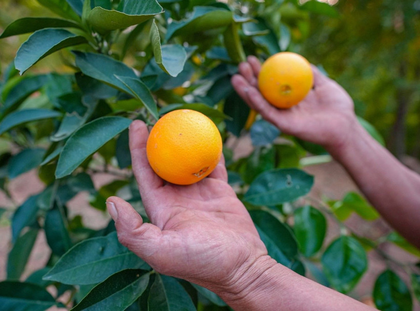 İklim değişti mahsul şaşırttı: Diyarbakır'da mikroklima mucizesi - Resim: 23