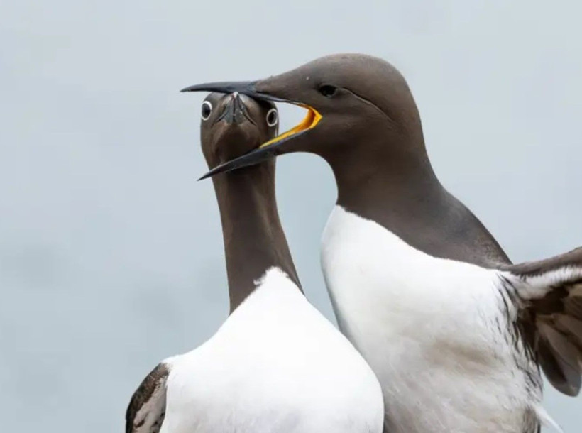 2025'in en komik hayvan fotoğrafları - Resim: 12