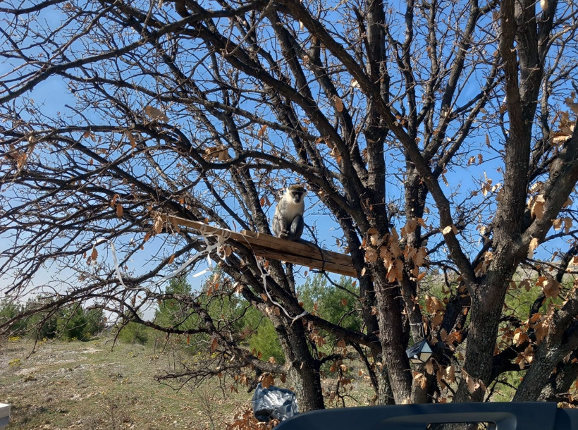 Arıcı şaşkına döndü: Kovan kontrolünde maymun sürprizi - Resim : 1