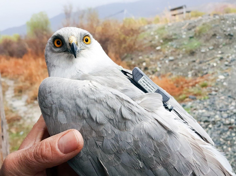 Aras Kuş Cenneti’nde 23 türden 177 kuşa verici takıldı - Resim: 3
