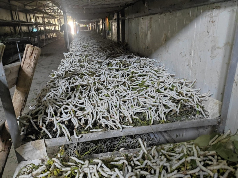 Bir ayda 150 bin lira gelir: 150 aileye geçim kapısı oldu - Resim : 2