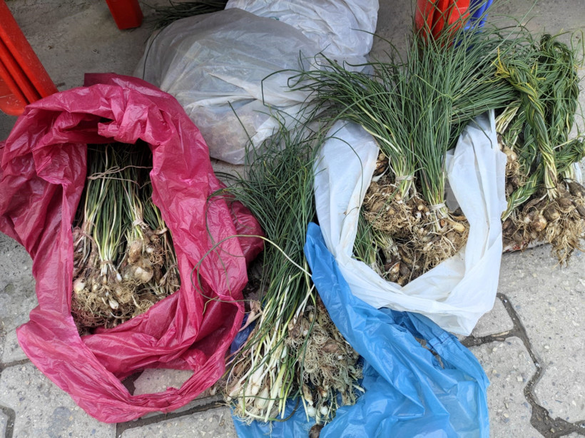 Hasadı sarp kayalıklarda yapıyorlar: Kilosu 10 bin TL’den alıcı buluyor - Resim : 2
