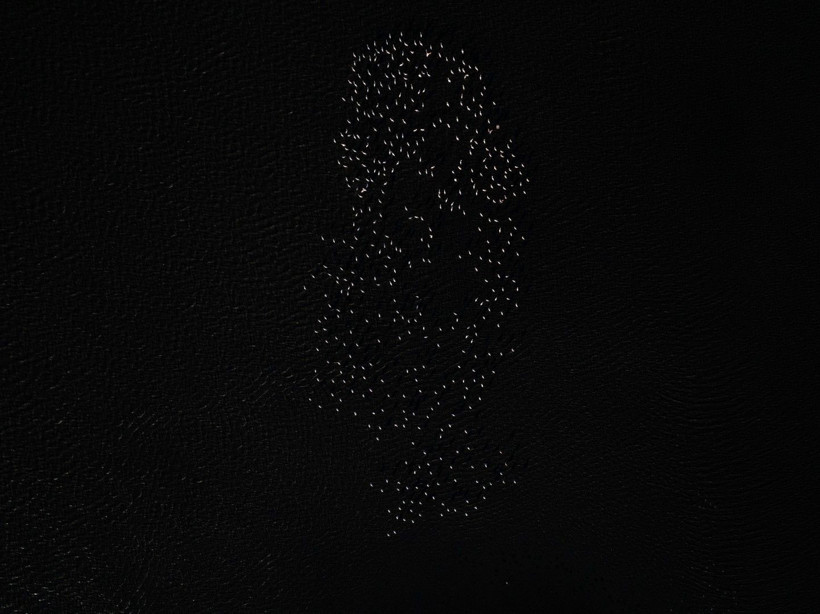 Yozgat'ın zarif misafirleri - Resim: 8