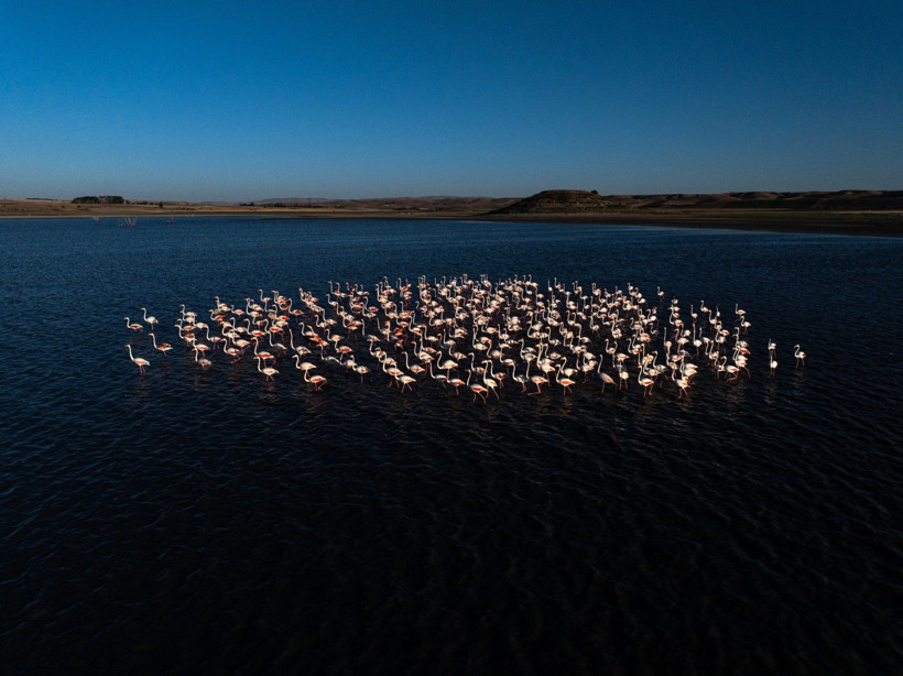 Yozgat'ın zarif misafirleri - Resim: 12