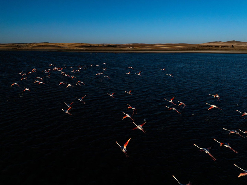 Yozgat'ın zarif misafirleri - Resim: 13