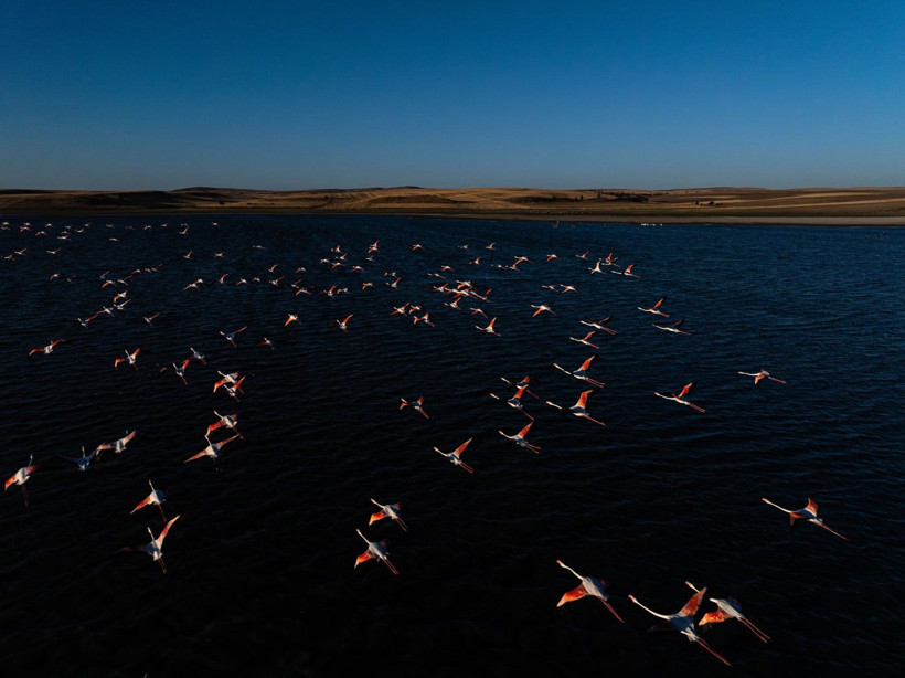 Yozgat'ın zarif misafirleri - Resim: 14