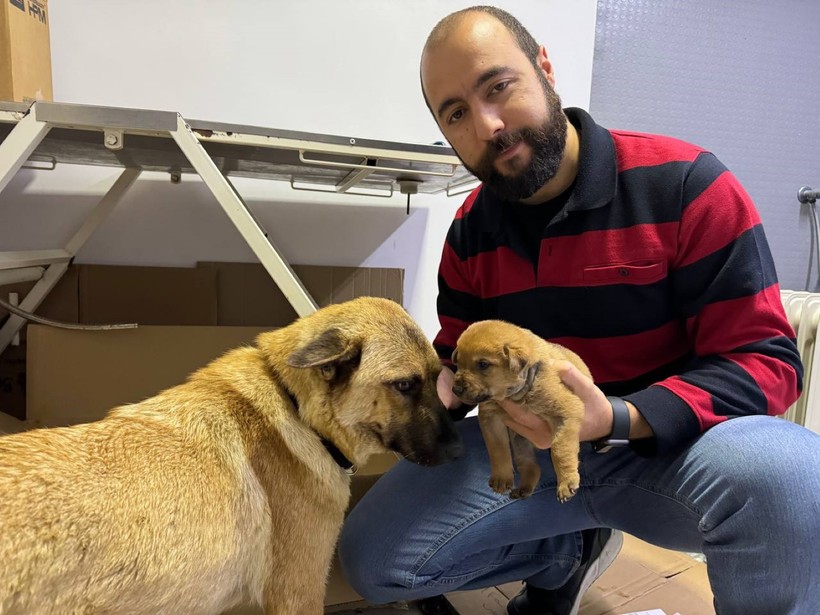 Sahipsiz köpek ölmek üzere olan yavrusunu veterinere getirdi - Resim : 1