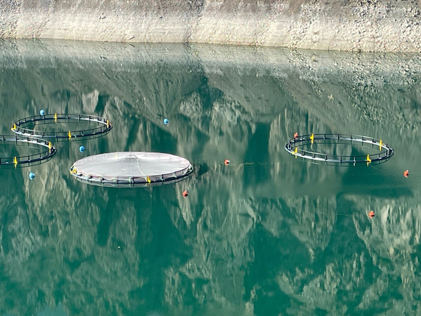 Baraj gölünde balık üretimi ile 3 milyar liralık gelir sağladılar - Resim : 2