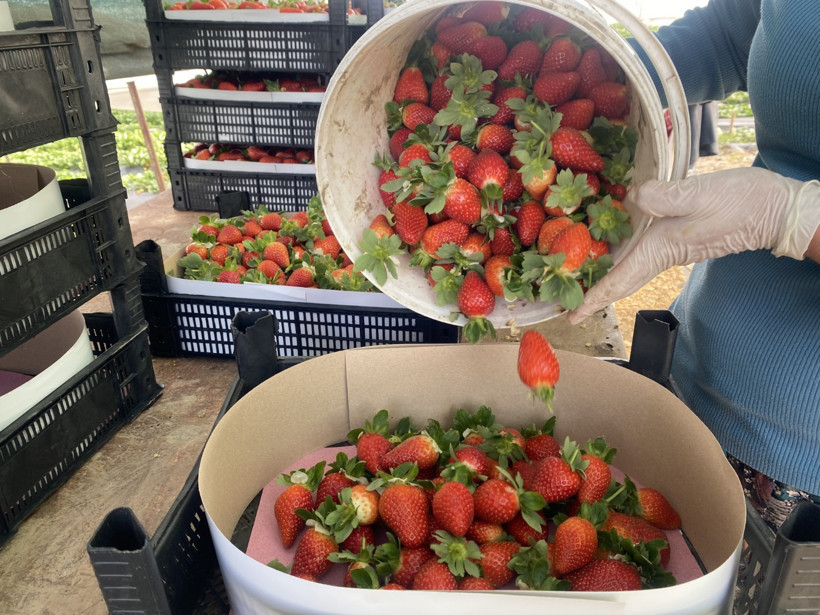 Çileğin fiyatı 1 ayda dip yaptı: Fiyatı 400 TL'den 90 TL'ye düştü - Resim : 1