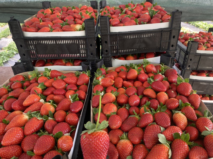 Çileğin fiyatı 1 ayda dip yaptı: Fiyatı 400 TL'den 90 TL'ye düştü - Resim : 2