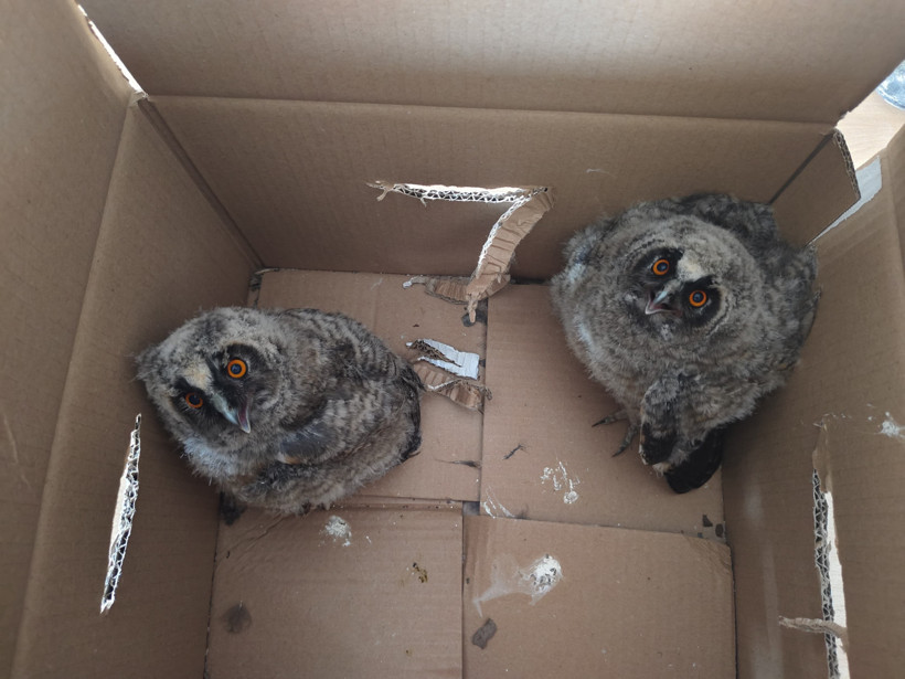 Çocukların bulduğu puhu yavruları korumaya alındı - Resim : 1