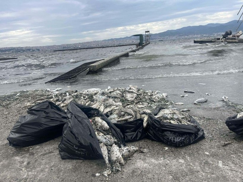 İzmir Körfezi'ndeki kirlilik ve balık ölümlerine soruşturma - Resim: 10