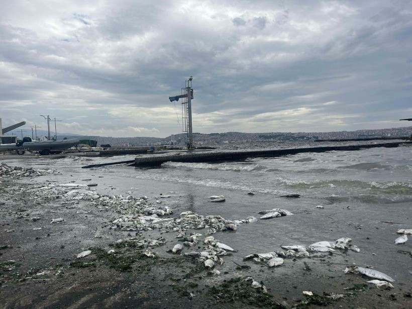 İzmir Körfezi'ndeki kirlilik ve balık ölümlerine soruşturma - Resim: 7