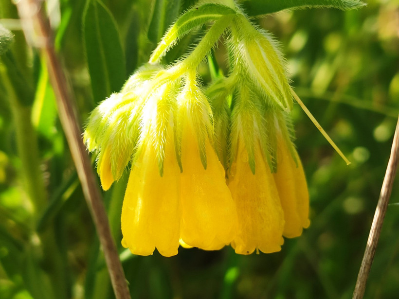 Yeni bir bitki türü keşfedildi: "Pülümür emceği" - Resim : 1