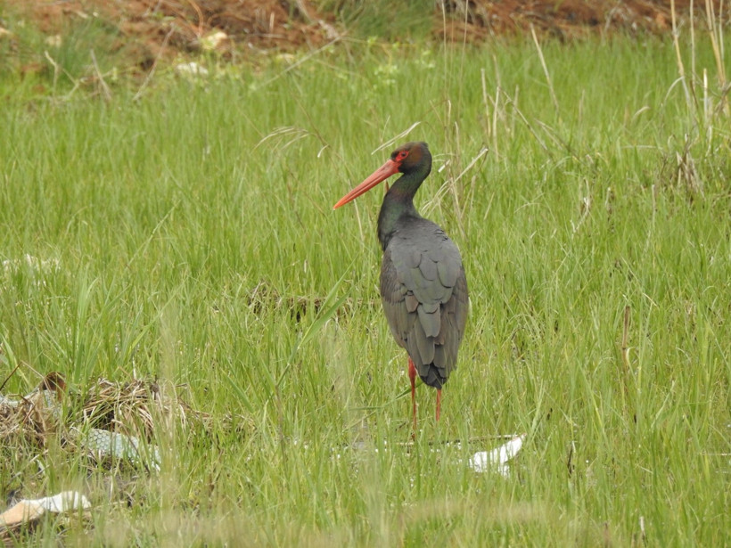 Kara leylek 10 yıl sonra Manisa'da! Yeni rotası: Sülüklü Göl - Resim : 1